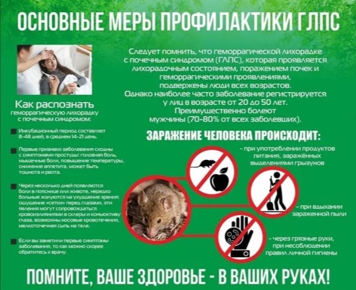 Основные меры профилактики геморрагической лихорадки с почечным синдромом (ГЛПС).
